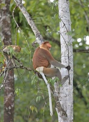 Bomber jacket monkey