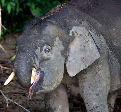Bornean pygmy elephant