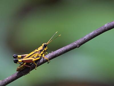 Cricket, lovely cricket