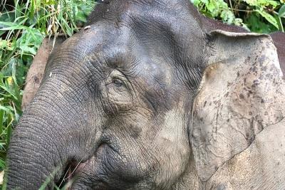 Elephant