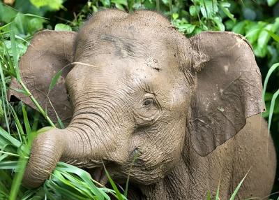 Elephant 2