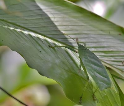 Leaf bug