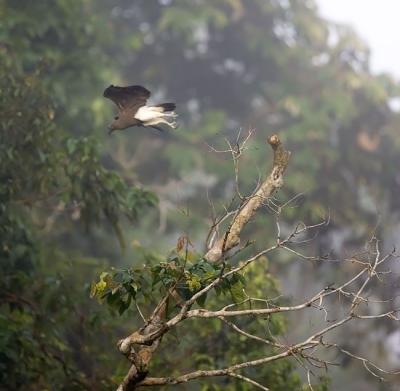 Lesser fish-eagle