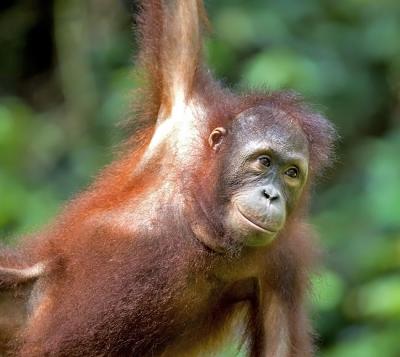 Orang Utan