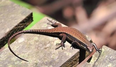 Lizard