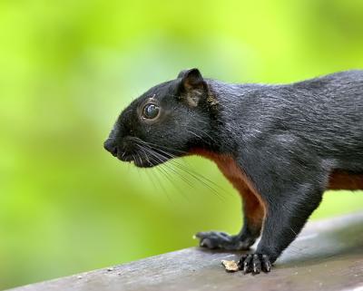 Black squirrel