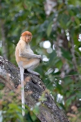 Young Proboscis monkey