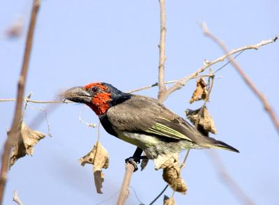 g4/05/598805/3/61470231.Barbet.jpg