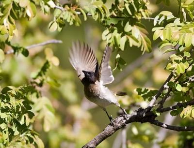 g4/05/598805/3/61470232.Bungeejumpingforbulbuls.jpg