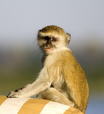 Cute little monkey or pest