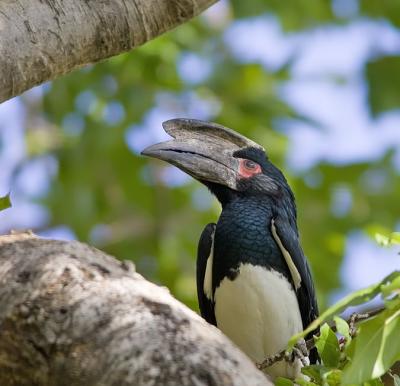 Trumpeter hornbill