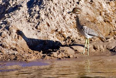 Water dikkop