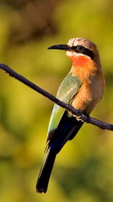 White-fronted bee-eater