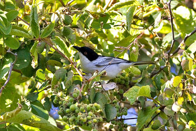 Black-backed puffback