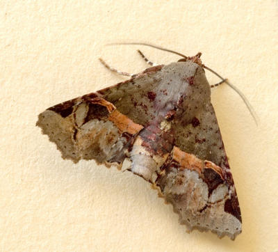 Targalla subocellata