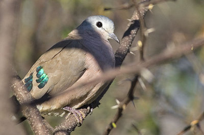 Emerald-spotted wood-dove