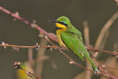 Little bee-eater