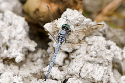 Orethetrum luzonicum