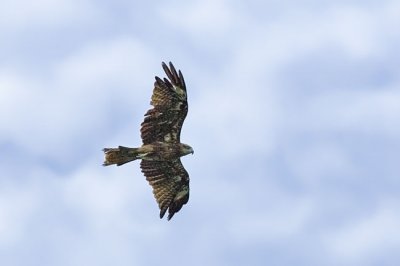 Moulting Black-eared kite