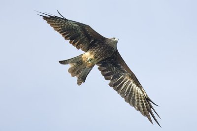 Black Kite