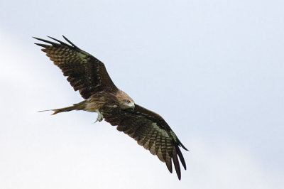 Black Kite