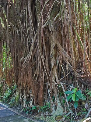 Roots