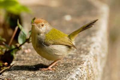 Tailorbird