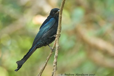 Hair-crested drongo playing peek-a-boo