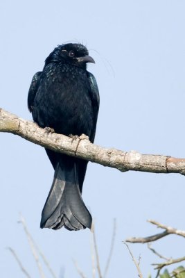 Hair-crested drongo