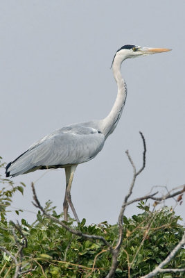 Grey heron