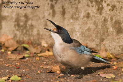 Azure-Winged magpie