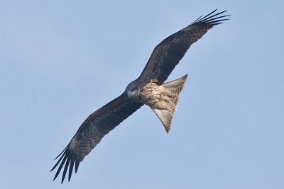 Black kite