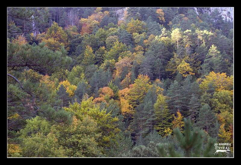 Fageda del Retaule 5