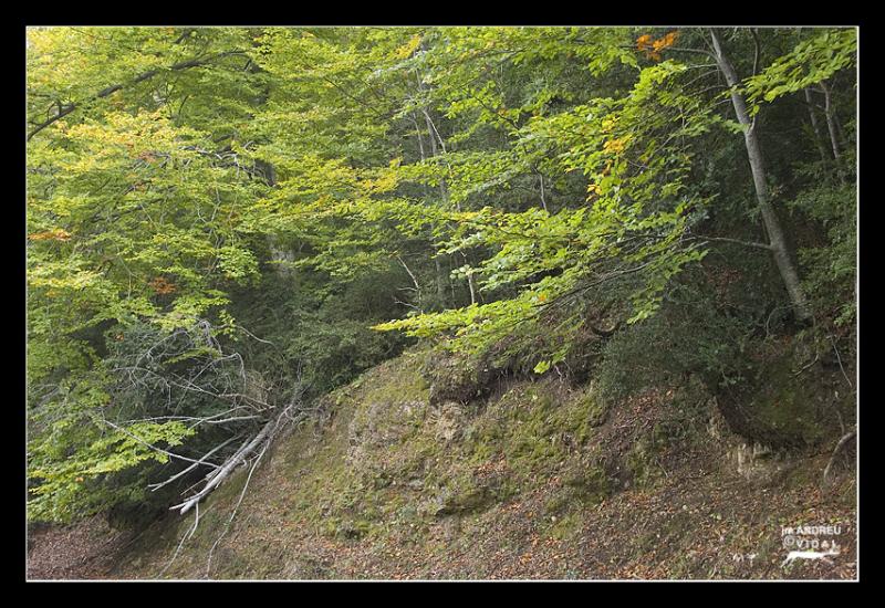 Fageda del Retaule