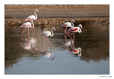 Phoenicopterus ruber