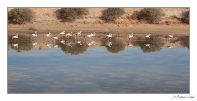 Phoenicopterus ruber