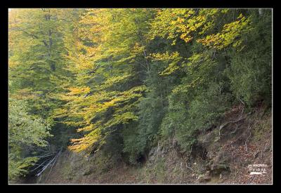 Fageda del Retaule 7