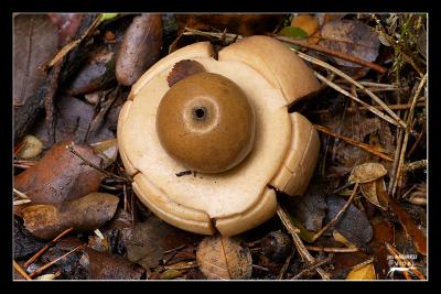 Geastrum