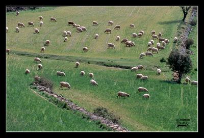 Ramat d'ovelles