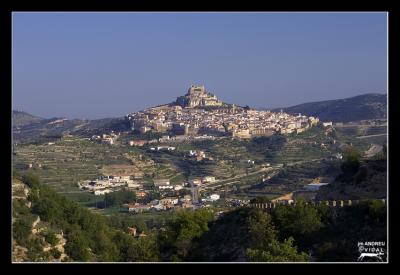 Morella