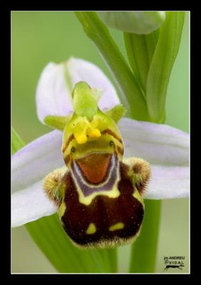 Riatlla vegetal. Ophrys apifera