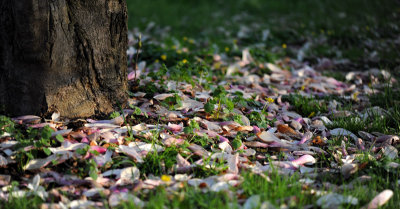 Magnolia Leaves