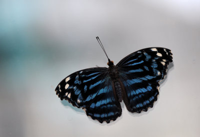 Blue Brazilian Butterfly