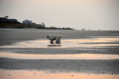 Canine Beach Comber