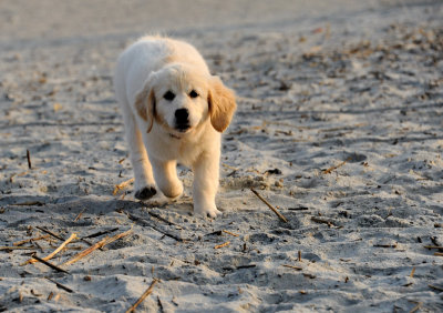 New Beach Bum