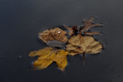 Powel Crosley Lake Float