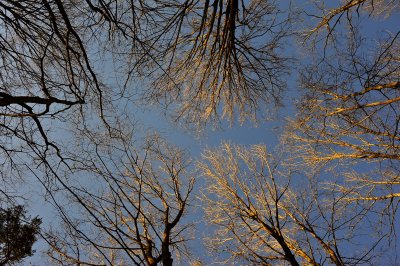 Tree Tops