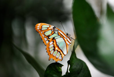 Krohn Conservatory Butterfly Show