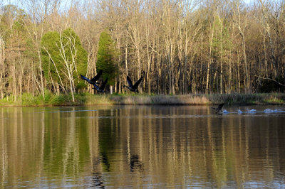 Taking Flight