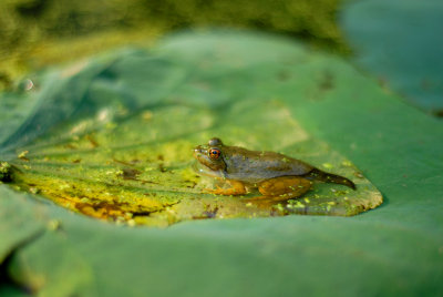 Lotus Frog